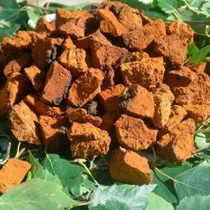 CHAGA DRIED MUSHROOM ONLINE US | CHAGA MAGIC MUSHROOM – view 2