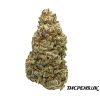 AMNESIA STRAIN US