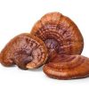 REISHI DRIED MUSHROOMS US | REISHI MUSHROOM