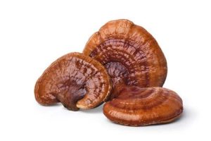 REISHI DRIED MUSHROOMS US | REISHI MUSHROOM