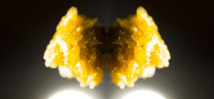 Packman Concentrate