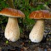 Porcini Dried Mushroom