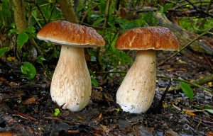 Porcini Dried Mushroom